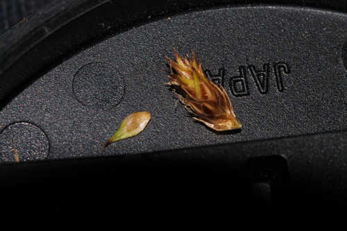 Carex unilateralis, photograph 2