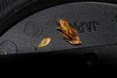 Carex unilateralis, photograph (c) Conquest, some rights reserved (CC BY)
