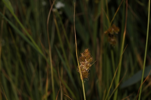 Carex unilateralis, photograph 1
