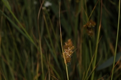 Carex unilateralis, photograph (c) Conquest, some rights reserved (CC BY)