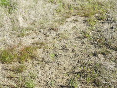 Hymenoxys perpygmaea