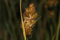 Carex unilateralis