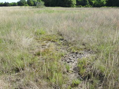 Hymenoxys perpygmaea