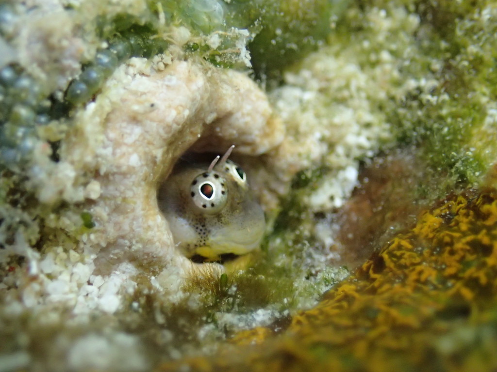 Jugular Blenny