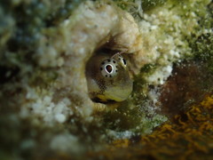 Alloblennius jugularis