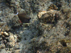 Sufflamen albicaudatum