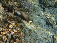 Sufflamen albicaudatum