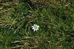 Hypochaeris taraxacoides