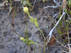 Hymenoxys perpygmaea