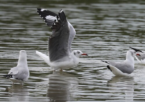 iNaturalist image