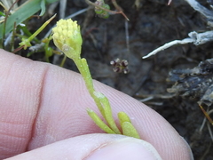 Hymenoxys perpygmaea