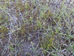 Hymenoxys perpygmaea