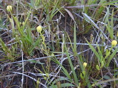 Hymenoxys perpygmaea