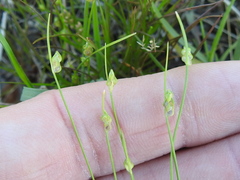 Isolepis carinata
