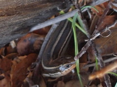 Plestiodon skiltonianus skiltonianus