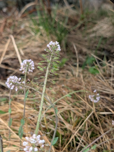 Noccaea caerulescens, photograph 5
