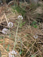 (c) Marios Thoma, some rights reserved (CC BY) Noccaea caerulescens, photograph (c) Marios Thoma, some rights reserved (CC BY)