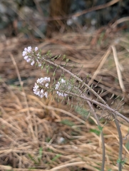 (c) Marios Thoma, some rights reserved (CC BY) Noccaea caerulescens, photograph (c) Marios Thoma, some rights reserved (CC BY)