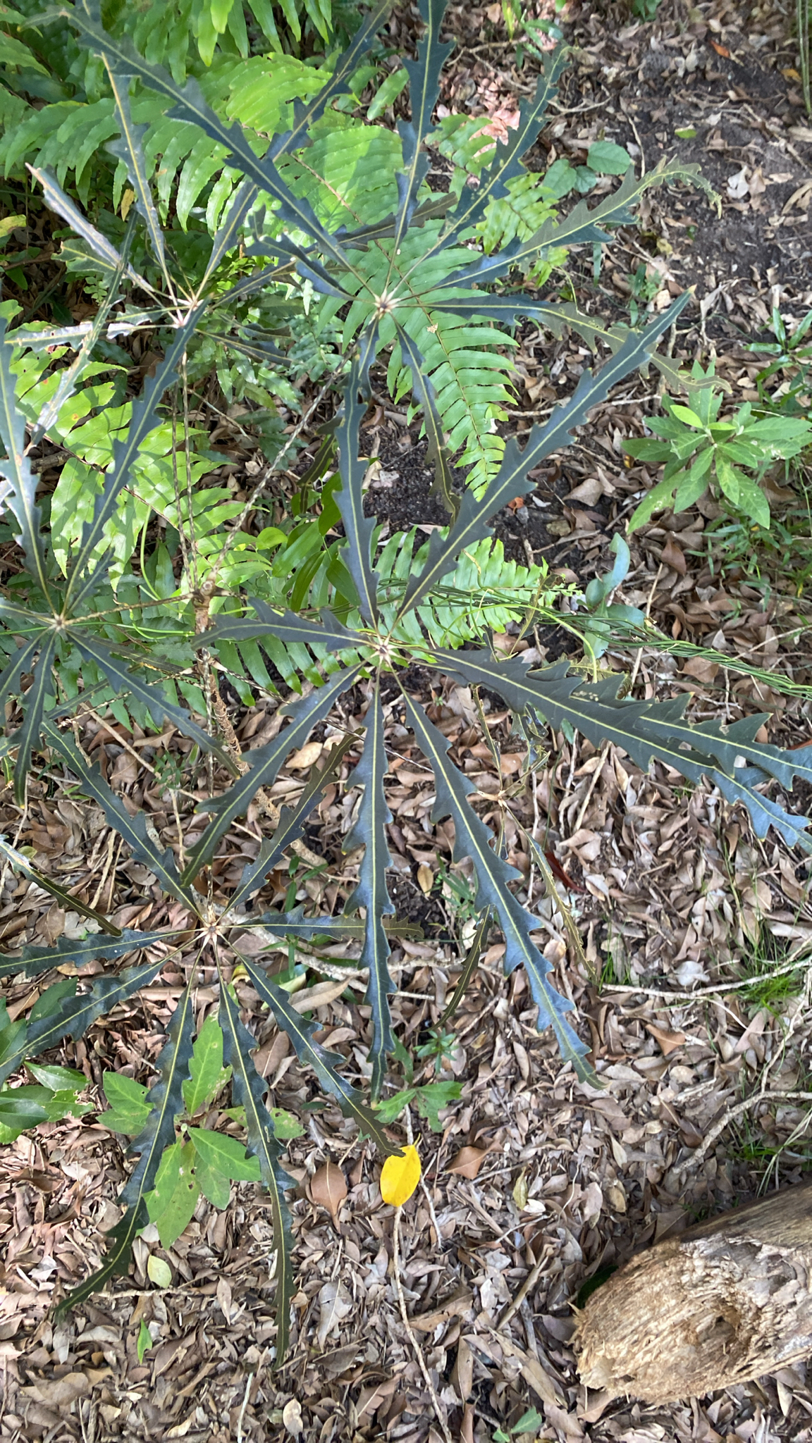 Imagem de Arália elegantíssima