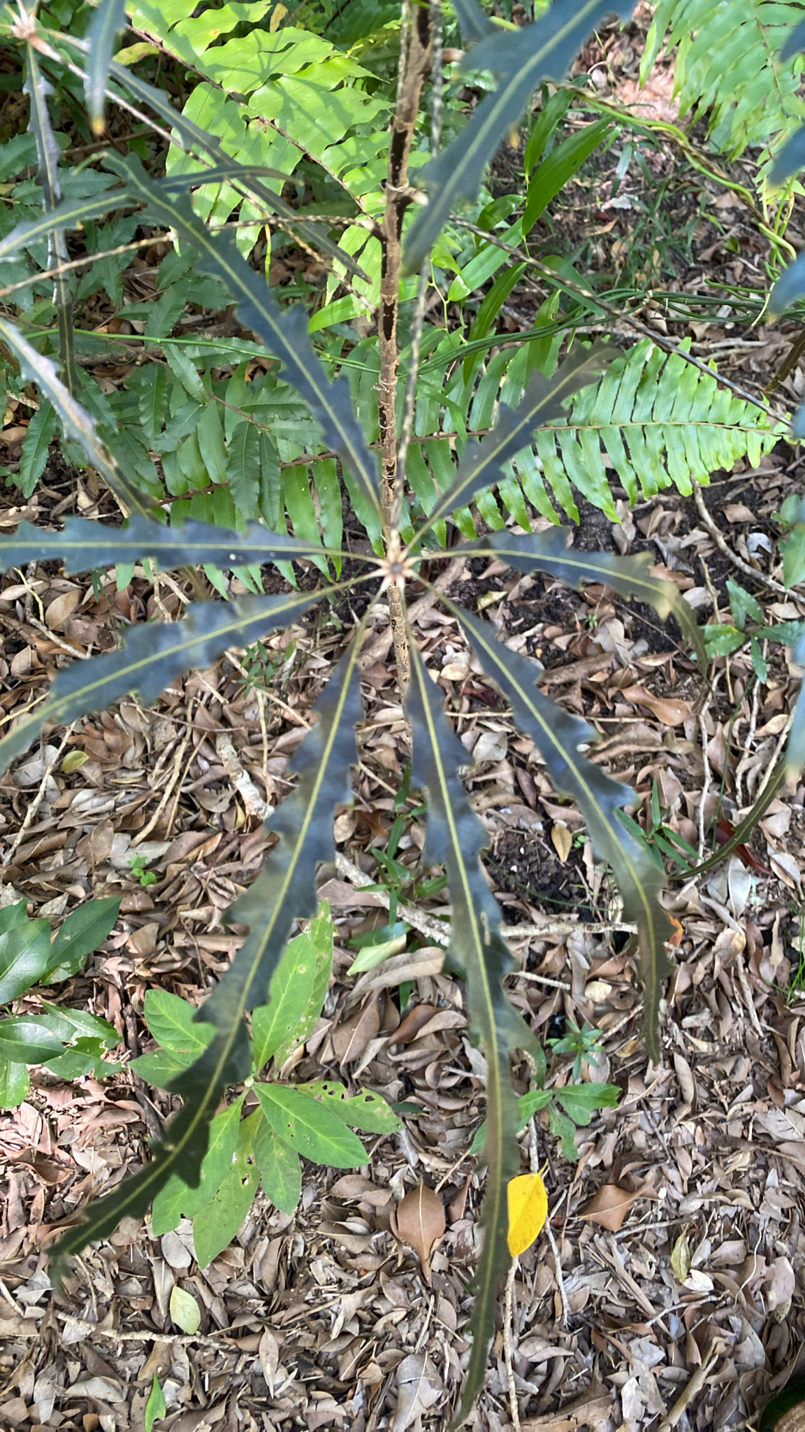Imagem de Arália elegantíssima