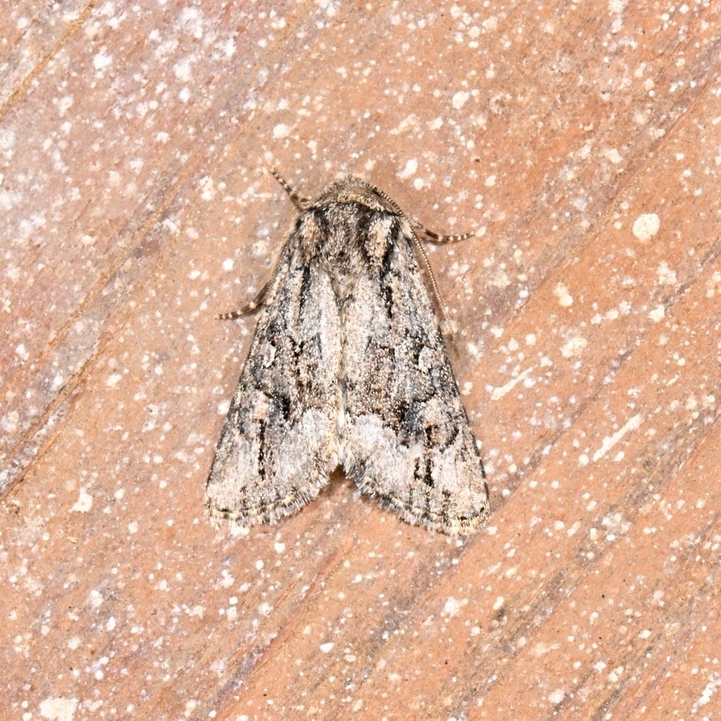 Trichopolia argentoppida