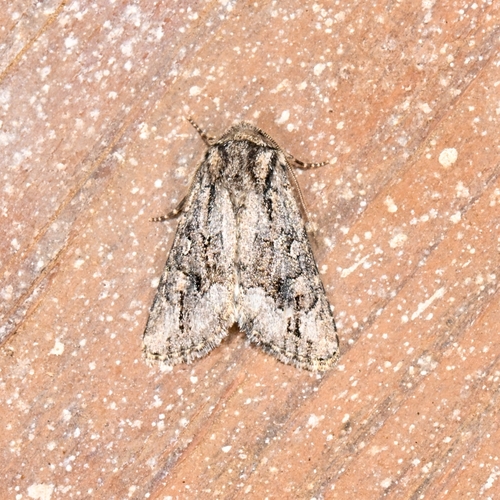 Trichopolia argentoppida