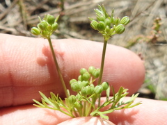 Ammoselinum popei