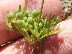 Ammoselinum popei