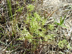 Ammoselinum popei