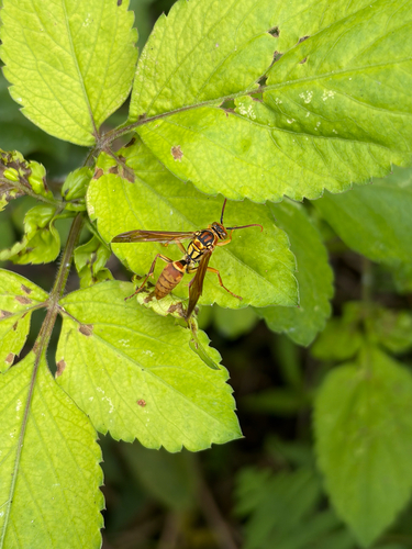 Polistes japonicus photo 4