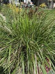 Carex virgata