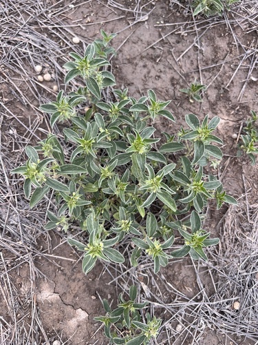 Yuma Silverbush