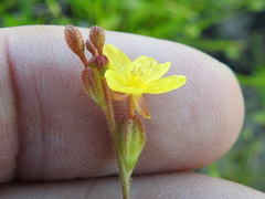 Oenothera spachiana