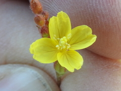 Oenothera spachiana