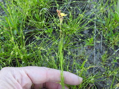 Oenothera spachiana