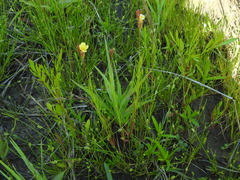 Oenothera spachiana