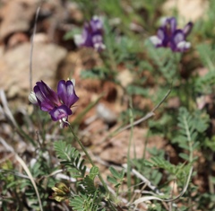Astragalus lindheimeri