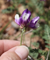 Astragalus lindheimeri
