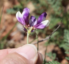 Astragalus lindheimeri