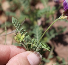 Astragalus lindheimeri