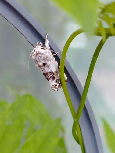 Calophasia opalina