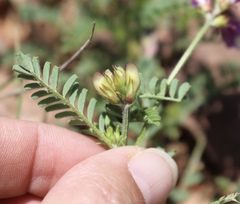 Astragalus lindheimeri