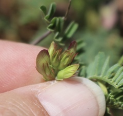Astragalus lindheimeri
