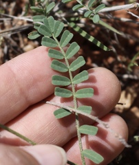 Astragalus lindheimeri