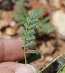 Astragalus lindheimeri