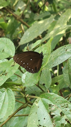 Blue-striped Palmfly