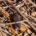 Ornate Shrew - Photo (c) J. Maughn, some rights reserved (CC BY-NC), uploaded by James Maughn