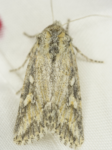 Rhizagrotis stylata