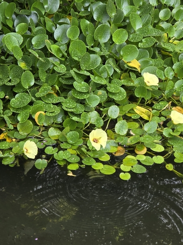 Water Poppy
