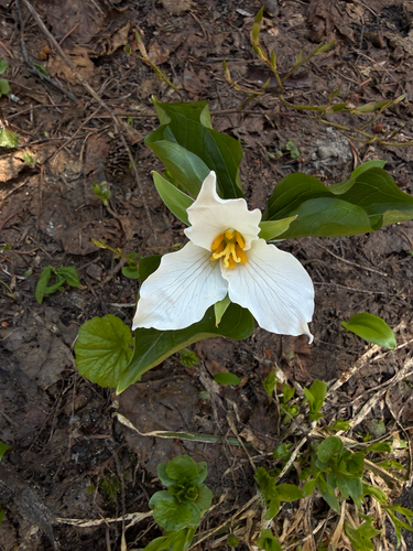 Pacific trillium